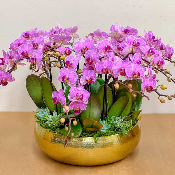 Pink orchid arrangement in a gold bowl with succulents