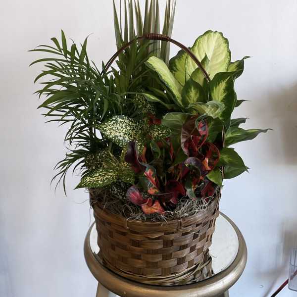 Blooming Garden Plant
