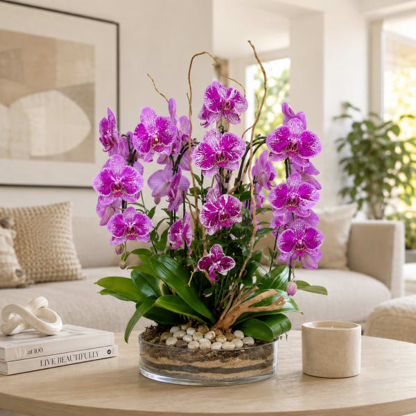 Cinco Orchid Fiesta - Pink