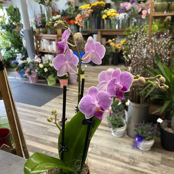 Potted pink orchid with several blooms in a tan ceramic pot