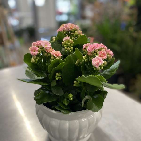 Pink flowering plant in a white ceramic pot
