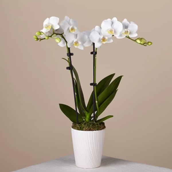 Single Stem Orchid Planter