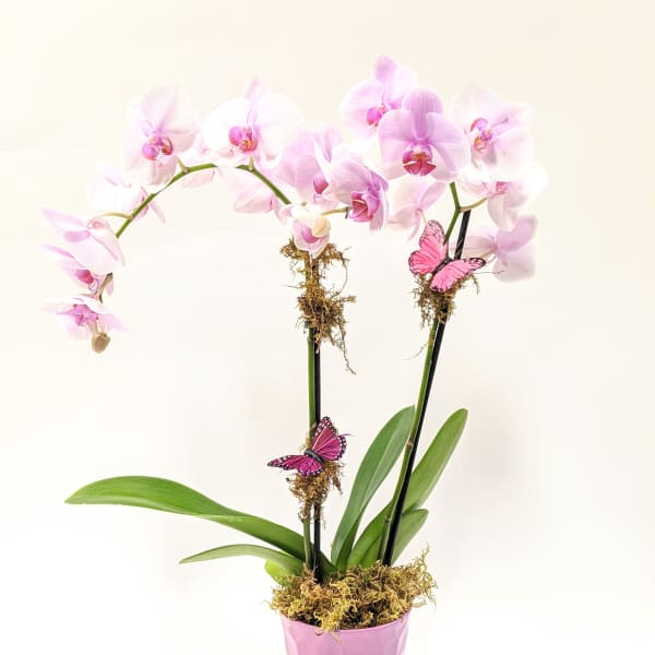 Pink orchid plant in a pink pot with butterfly decorations