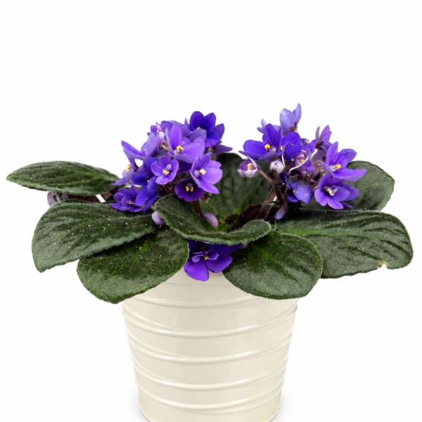 Purple African violet plant in a cream pot