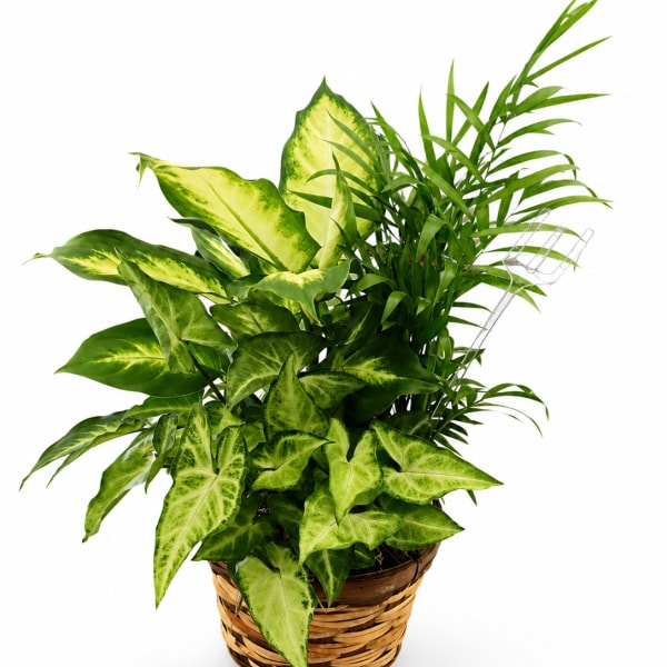 Potted green houseplant in a woven basket