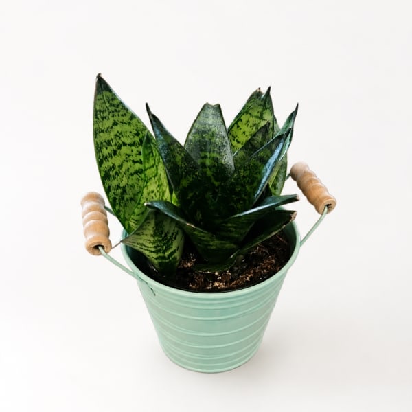 Potted snake plant in a mint green metal bucket with wooden handles