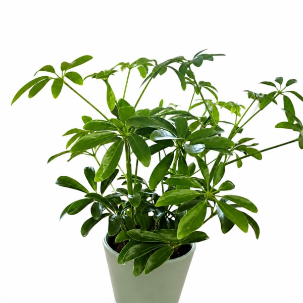 Potted green houseplant with glossy leaves in a ceramic pot