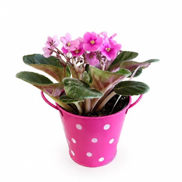 Pink flowering plant in a polka-dot metal bucket