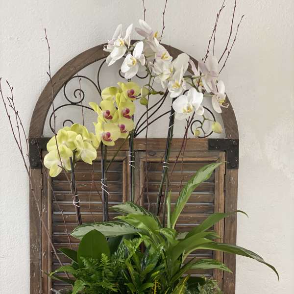Orchid arrangement in a white bowl with a plaid ribbon
