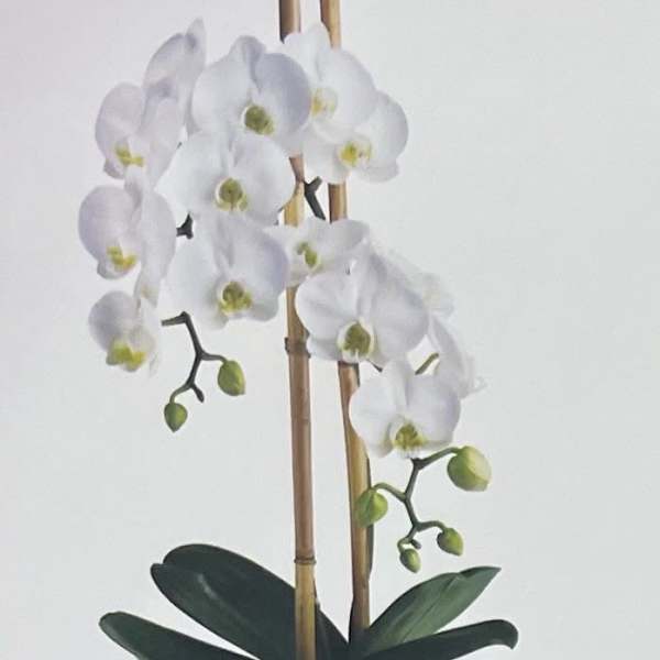 White orchid arrangement in a wooden planter with bamboo stakes