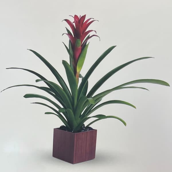 Potted plant with long green leaves and a red flower spike in a square planter