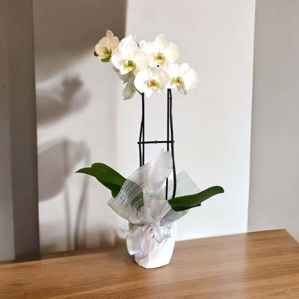 Potted white orchid plant with tall stems and decorative white wrapping