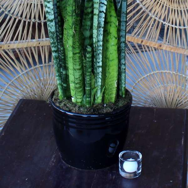 Snake Plant