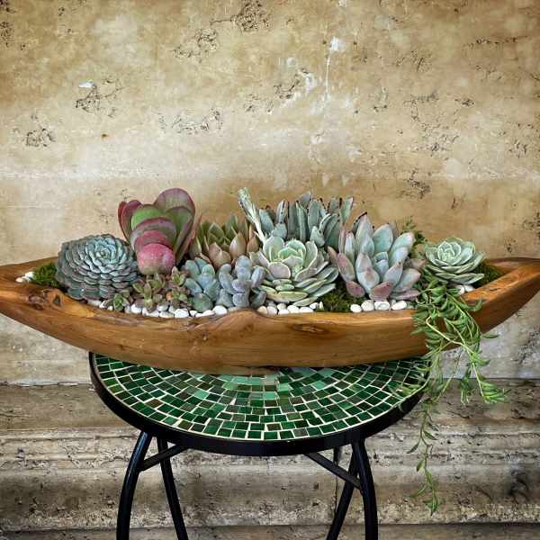 Boat Succulents