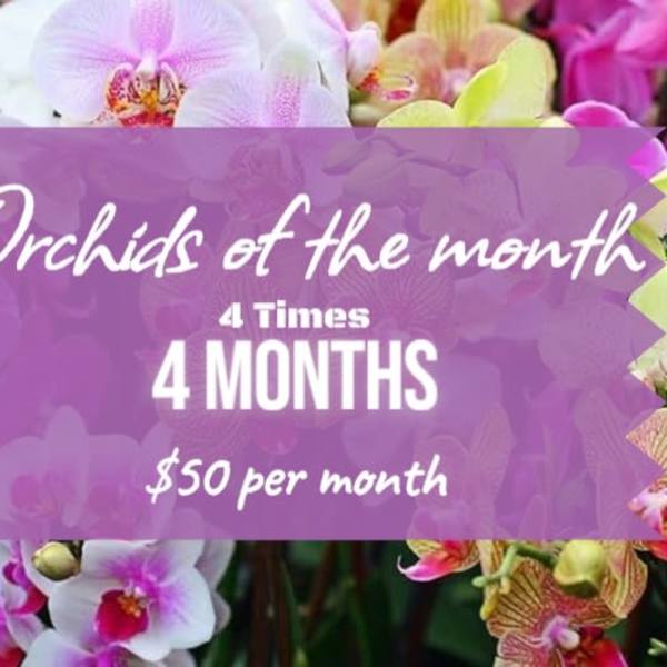 Orchid blooms behind a purple promotional banner with pricing text.