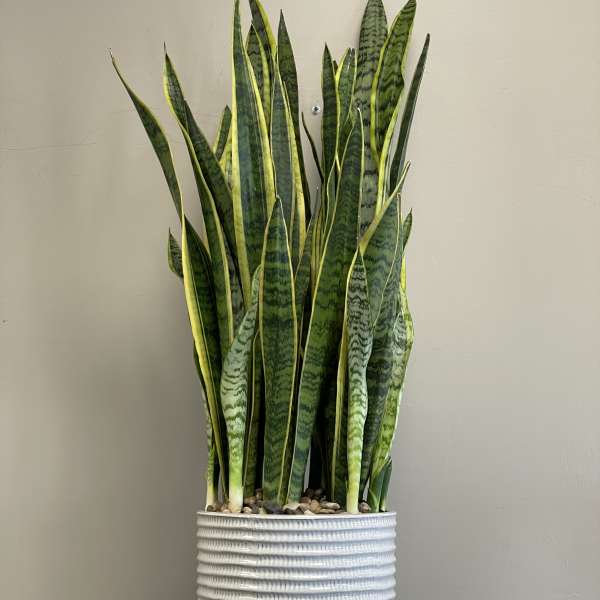 Tall snake plant in a white ribbed pot