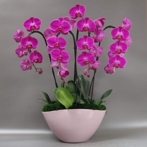 A warm embrace Deluxe - Large orchid arrangement - Free delivery in Miami