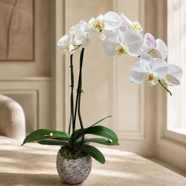 two stems orchid plant