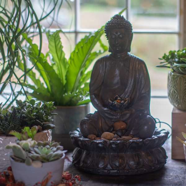 Buddha statue surrounded by potted succulents and houseplants