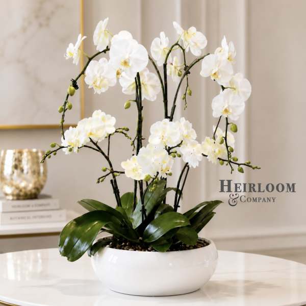 Luxury White Orchid Garden