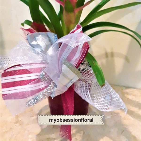 Pink bromeliad in a decorative wrapped pot