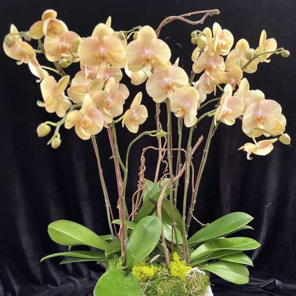 Pale yellow orchids arranged in a square gray planter