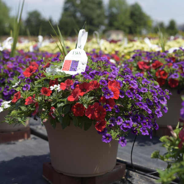 Potted flowers with red and purple blooms in a nursery setting