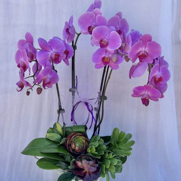 Orchid Garden