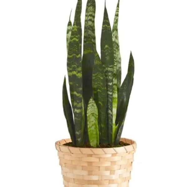 Snake plant in a woven basket planter