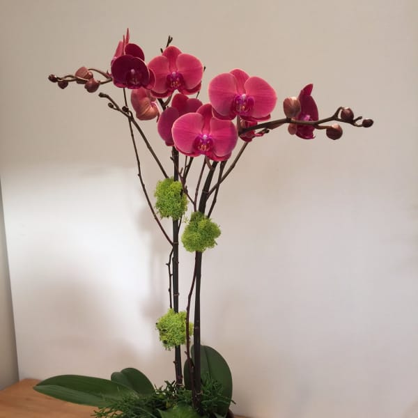 Pink orchid arrangement in a red patterned pot