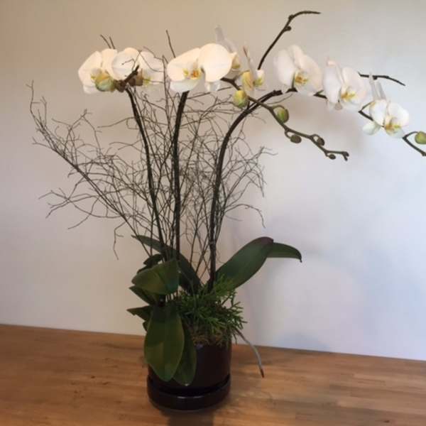 White orchid arrangement in a dark vase with curly branches