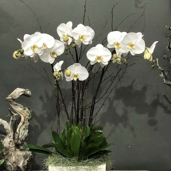 White orchids in a rectangular white planter with green foliage