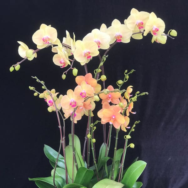 Potted orchid arrangement with pale yellow and peach blooms in a red square container