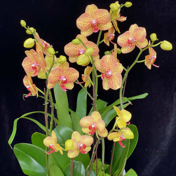 Potted orchids with yellow and pink blooms in a white planter