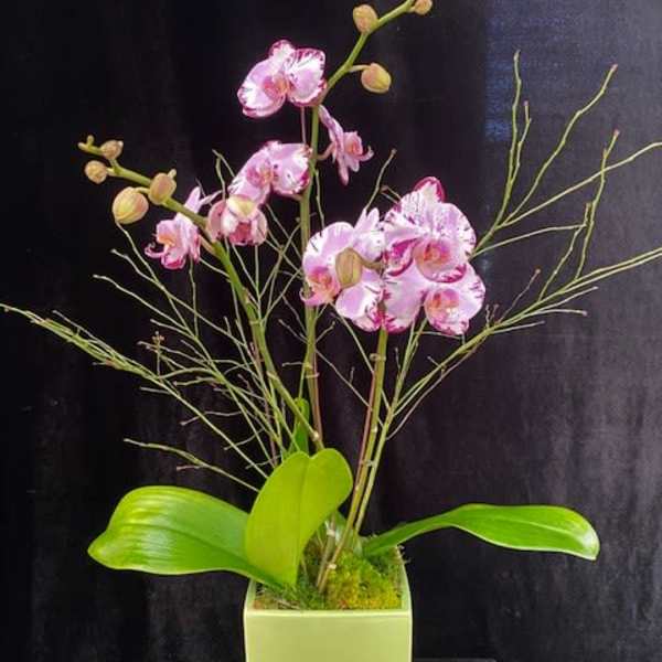 Pink orchids arranged in a square green vase