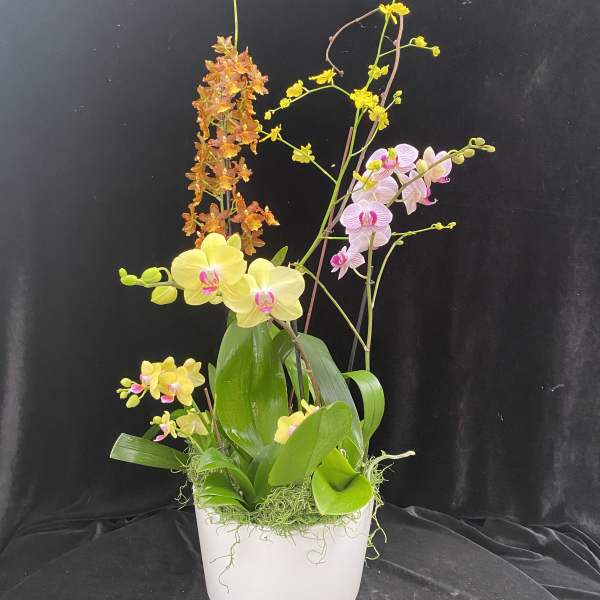 Potted orchid arrangement with yellow, pink, and orange blooms in a white container