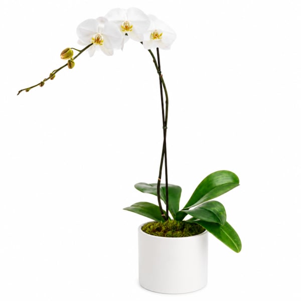 White orchid plant in a white pot
