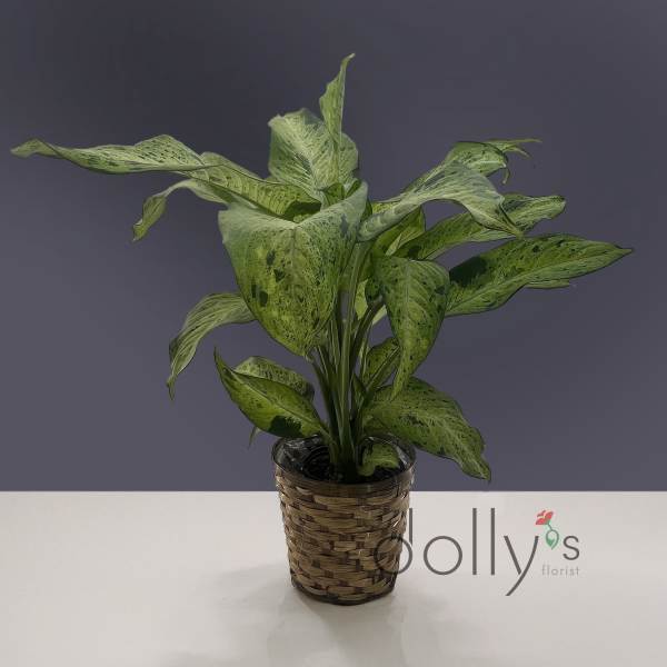 Potted variegated green houseplant in a woven basket cover