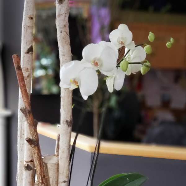 White orchid arrangement in a white rectangular planter with succulents and birch branches