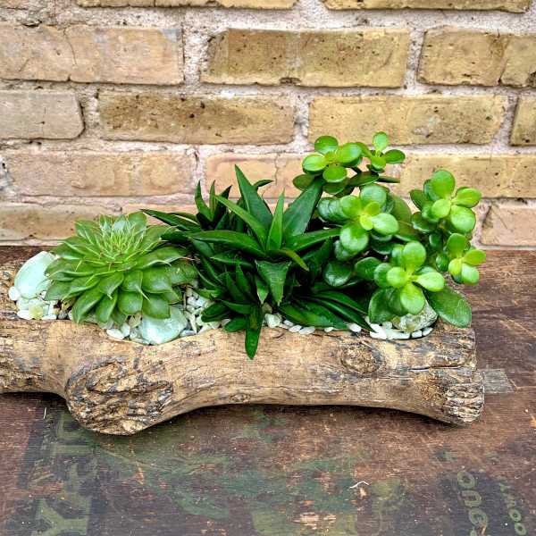 Succulent arrangement in a rustic wood log planter with white stones