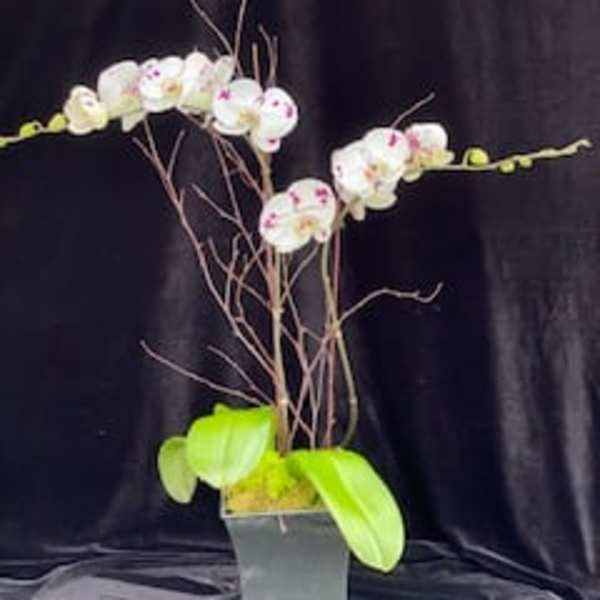 White orchids in a tall square pot with bright green leaves