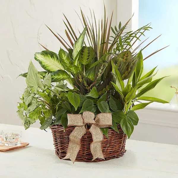 Mixed green houseplants in a wicker basket with a burlap bow