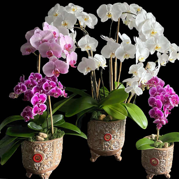 Three potted orchid plants with white and pink blooms