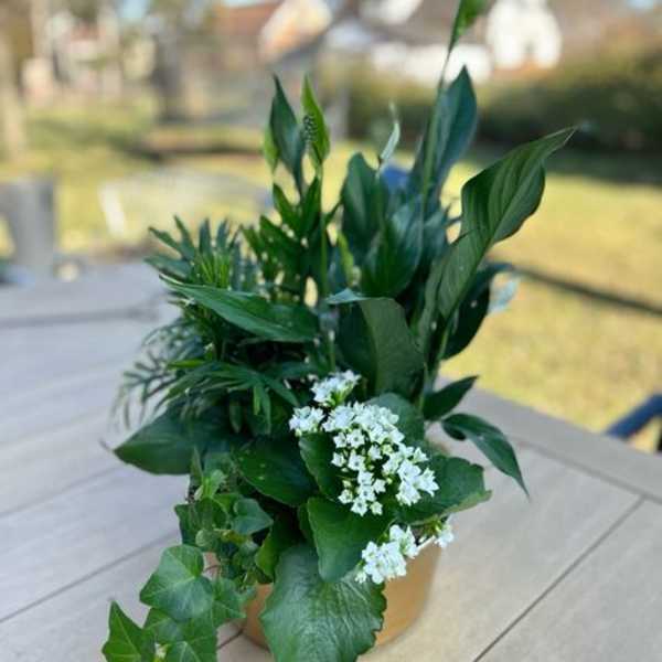 Potted green plant with small white flowers on a table
