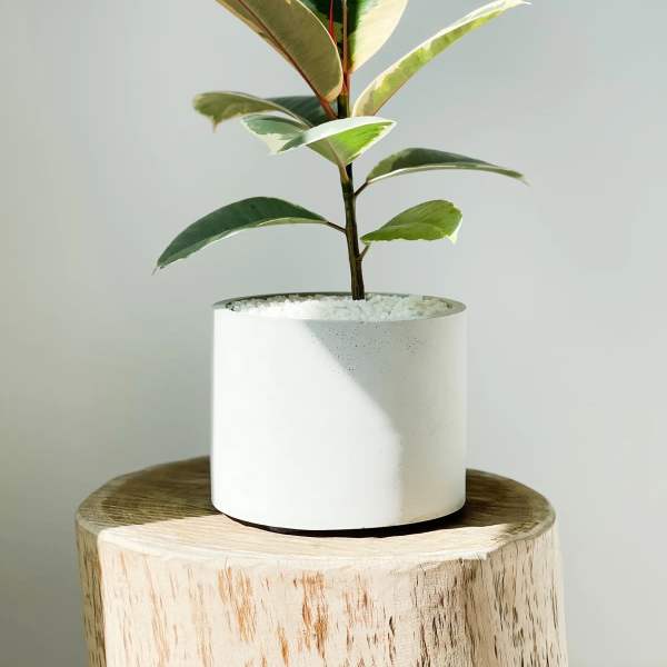 Potted variegated rubber plant in a white cylindrical planter