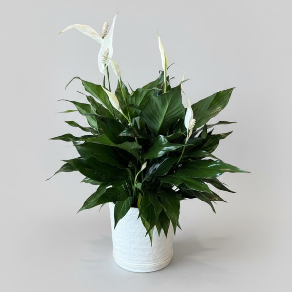 Peace Lily Plant
