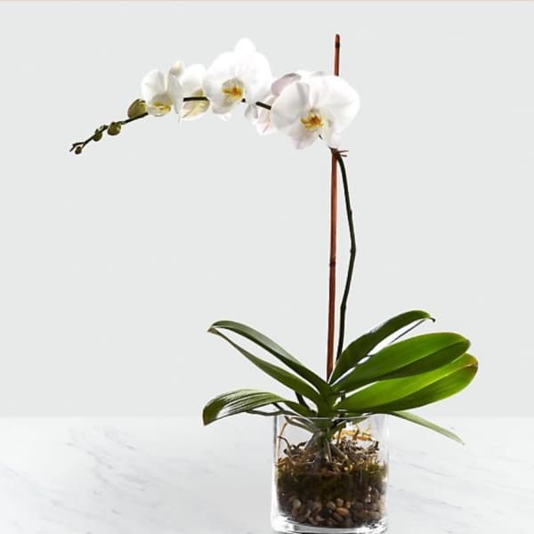 White orchid plant in a clear glass pot with pebbles