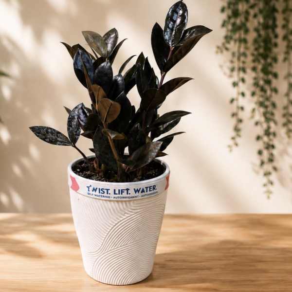 Raven ZZ Plant