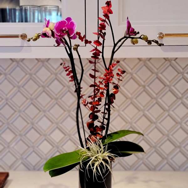Orchid arrangement in a black vase with red and purple blooms