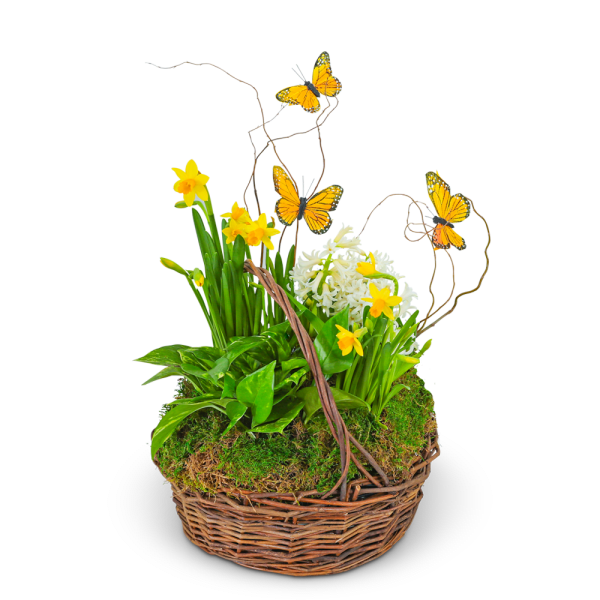 Basket arrangement with yellow daffodils, white hyacinths, and butterfly picks